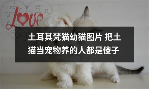 土耳其梵猫幼猫图片 把土猫当宠物养的人都是傻子