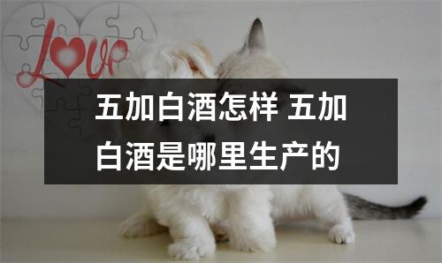 五加白酒怎样 五加白酒是哪里生产的 