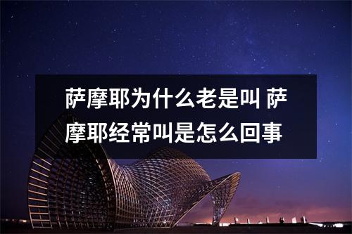 萨摩耶为什么老是叫 萨摩耶经常叫是怎么回事