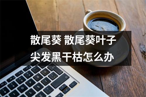 散尾葵 散尾葵叶子尖发黑干枯怎么办