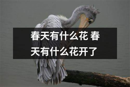 春天有什么花 春天有什么花开了