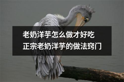 老奶洋芋怎么做才好吃 正宗老奶洋芋的做法窍门 老奶洋芋怎么做才好吃 正宗老奶洋芋的做法窍门