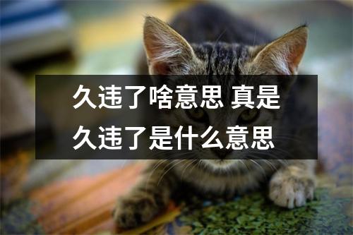 久违了啥意思 真是久违了是什么意思