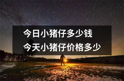 今日小猪仔多少钱 今天小猪仔价格多少