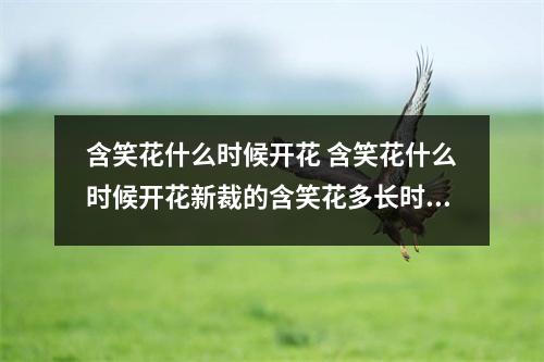 含笑花什么时候开花 含笑花什么时候开花新裁的含笑花多长时间开花