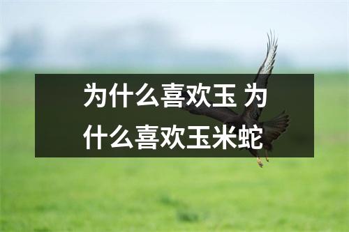 为什么喜欢玉 为什么喜欢玉米蛇