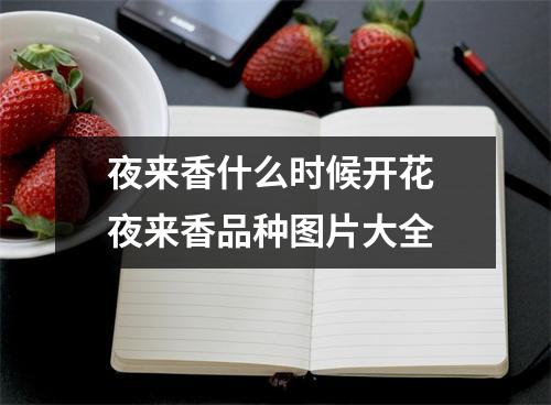 夜来香什么时候开花 夜来香品种图片大全