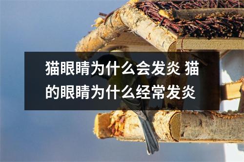 猫眼睛为什么会发炎 猫的眼睛为什么经常发炎 猫眼睛为什么会发炎 猫的眼睛为什么经常发炎