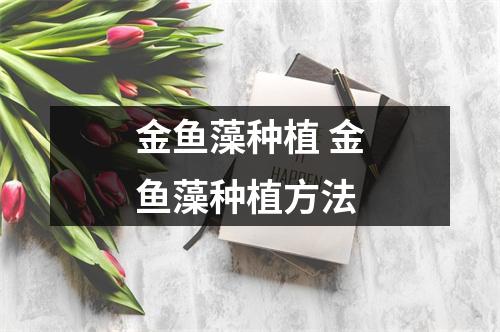 金鱼藻种植 金鱼藻种植方法
