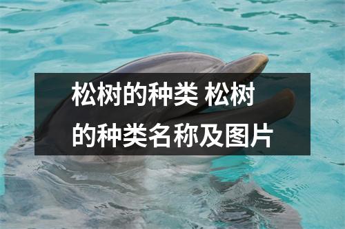 松树的种类 松树的种类名称及图片