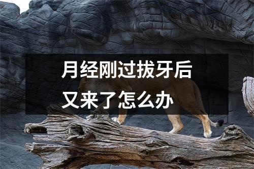 月经刚过拔牙后又来了怎么办