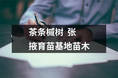 茶条槭树  张掖育苗基地苗木