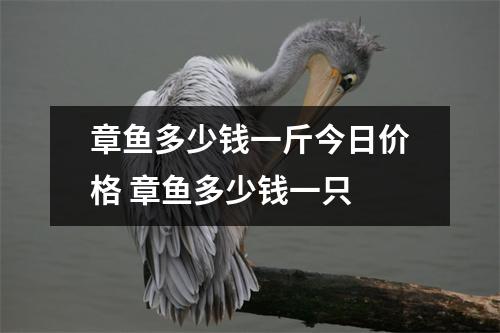 章鱼多少钱一斤今日价格 章鱼多少钱一只 章鱼多少钱一斤今日价格 章鱼多少钱一只