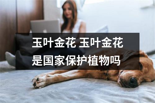 玉叶金花 玉叶金花是国家保护植物吗
