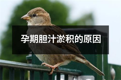 孕期胆汁淤积的原因