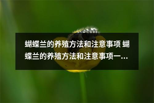 蝴蝶兰的养殖方法和注意事项 蝴蝶兰的养殖方法和注意事项一年开几次花 蝴蝶兰的养殖方法和注意事项 蝴蝶兰的养殖方法和注意事项一年开几次花