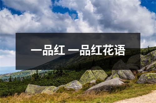 一品红 一品红花语 一品红 一品红花语