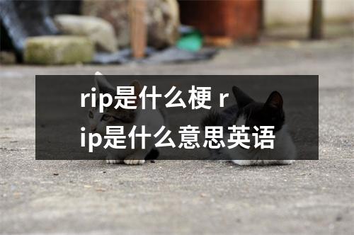 rip是什么梗 rip是什么意思英语 rip是什么梗 rip是什么意思英语
