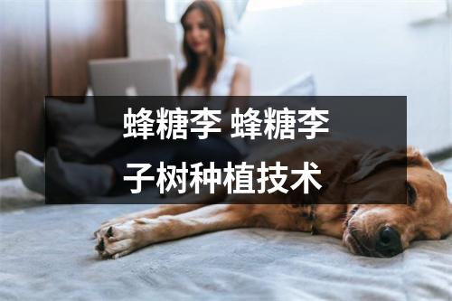 蜂糖李 蜂糖李子树种植技术