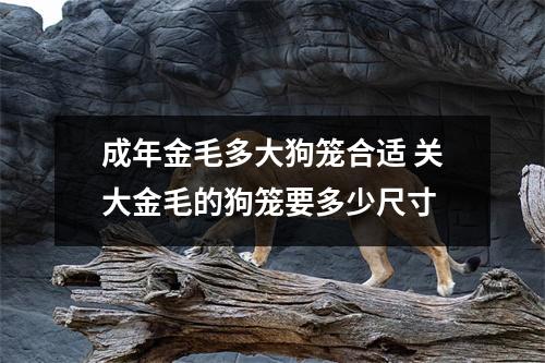 成年金毛多大狗笼合适 关大金毛的狗笼要多少尺寸 成年金毛多大狗笼合适 关大金毛的狗笼要多少尺寸