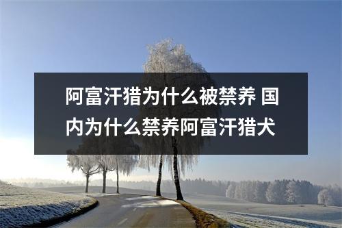 阿富汗猎为什么被禁养 国内为什么禁养阿富汗猎犬