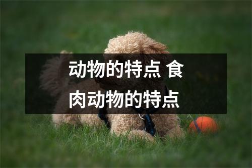 动物的特点 食肉动物的特点