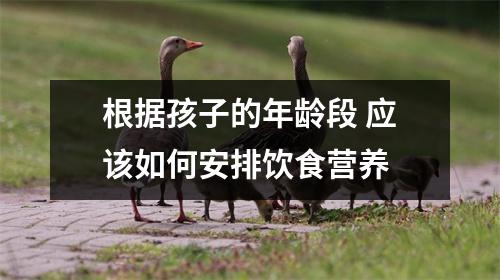 根据孩子的年龄段 应该如何安排饮食营养
