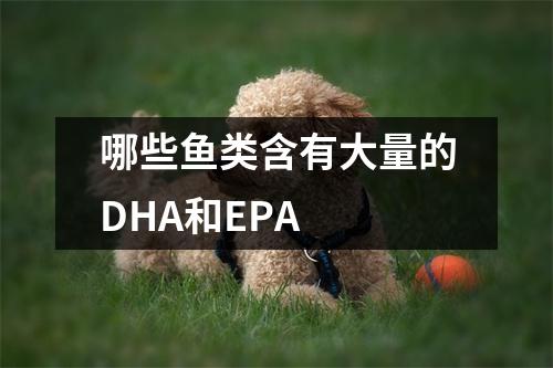 哪些鱼类含有大量的DHA和EPA