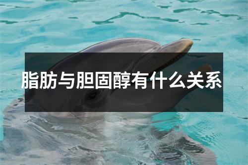 脂肪与胆固醇有什么关系 