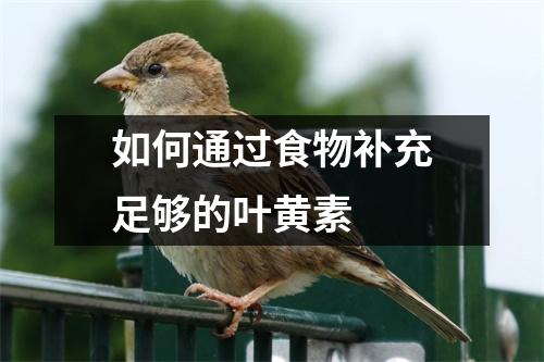 如何通过食物补充足够的叶黄素