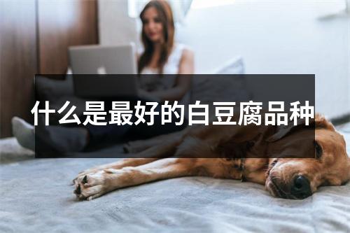 什么是最好的白豆腐品种