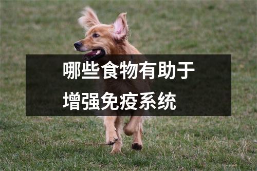 哪些食物有助于增强免疫系统 哪些食物有助于增强免疫系统