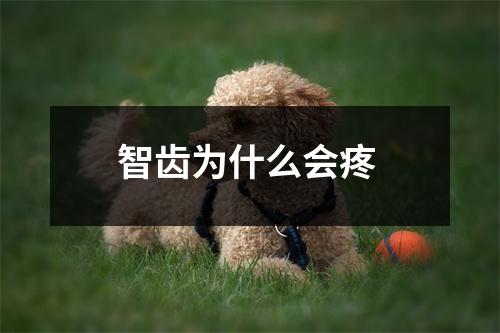 智齿为什么会疼