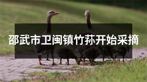 邵武市卫闽镇竹荪开始采摘