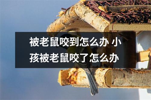 被老鼠咬到怎么办 小孩被老鼠咬了怎么办