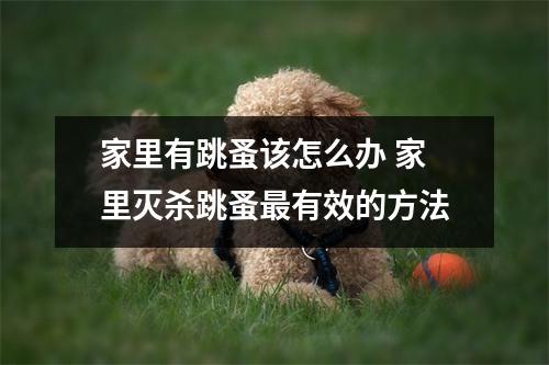 家里有跳蚤该怎么办 家里灭杀跳蚤最有效的方法