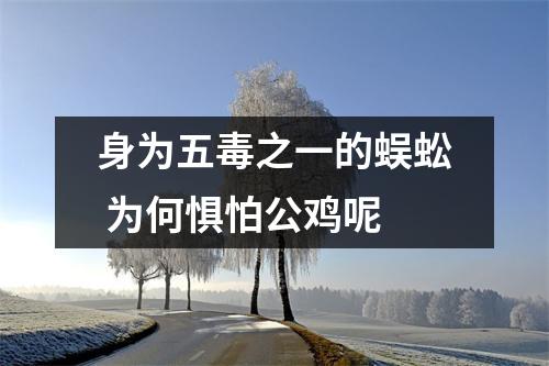 身为五毒之一的蜈蚣 为何惧怕公鸡呢
