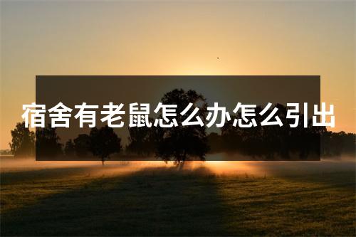 宿舍有老鼠怎么办怎么引出 宿舍有老鼠怎么办怎么引出