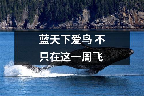 蓝天下爱鸟 不只在这一周飞