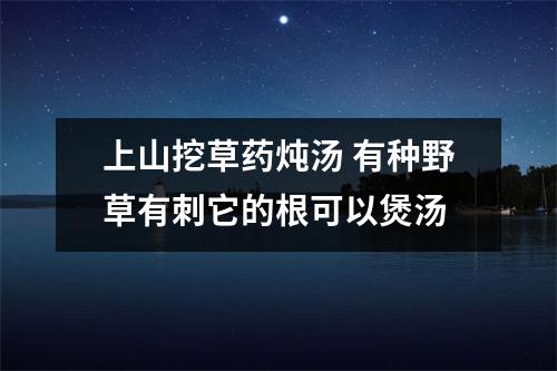 上山挖草药炖汤 有种野草有刺它的根可以煲汤