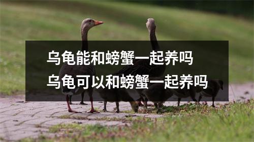乌龟能和螃蟹一起养吗 乌龟可以和螃蟹一起养吗