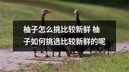 柚子怎么挑比较新鲜 柚子如何挑选比较新鲜的呢