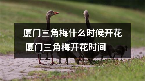 厦门三角梅什么时候开花 厦门三角梅开花时间