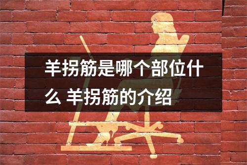 羊拐筋是哪个部位什么 羊拐筋的介绍