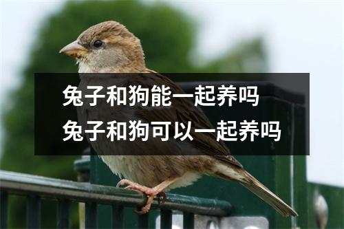 兔子和狗能一起养吗 兔子和狗可以一起养吗