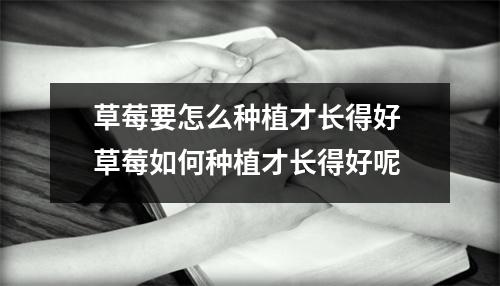 草莓要怎么种植才长得好 草莓如何种植才长得好呢