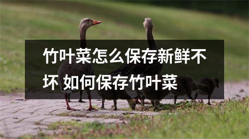 竹叶菜怎么保存新鲜不坏 如何保存竹叶菜