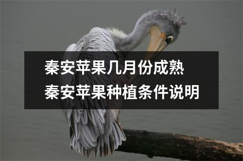 秦安苹果几月份成熟 秦安苹果种植条件说明