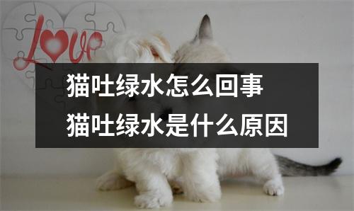 猫吐绿水怎么回事 猫吐绿水是什么原因