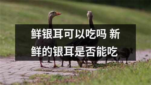 鲜银耳可以吃吗 新鲜的银耳是否能吃